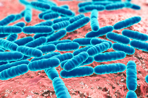 What is the Human Microbiome and How Do We Keep it Healthy?