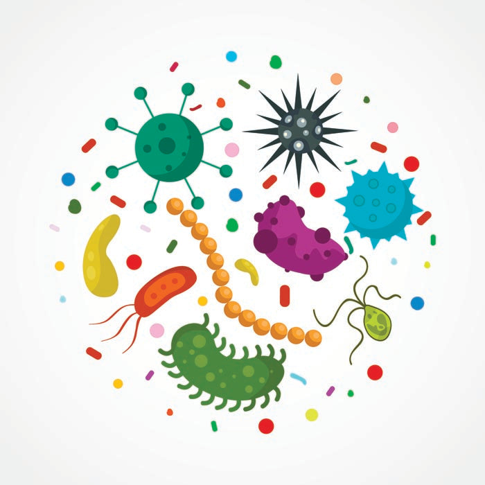 Probiotic Lactobacillus sakei Can Colonize in the Sinuses | Lanto Health